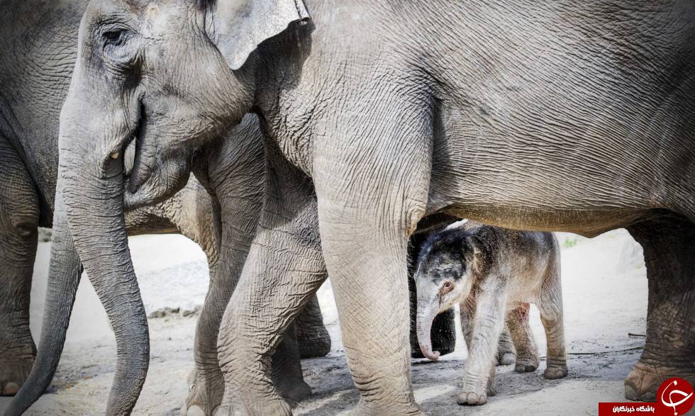 احساس همدردی در فیل‌ها چگونه است؟