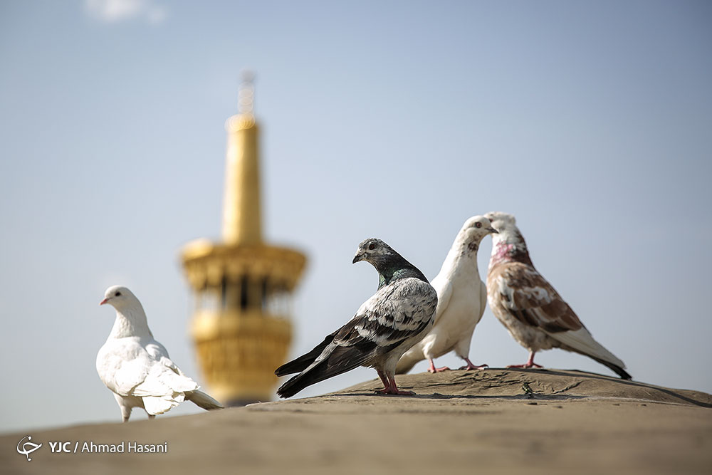 روز زیارت خاص امام رضا (ع)///