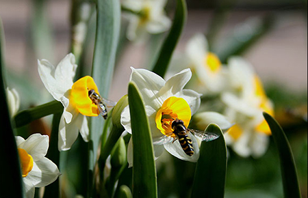 عکس های باغ گلشن طبس