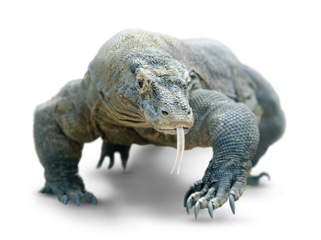 پرندگان سارق، مورچه‌های "زامبی" و صدف سنگ‌خوار؛ عجیب‌ترین جانوران سال ۲۰۱۹