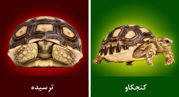 زبان بدن حیوانات را بشناسیم