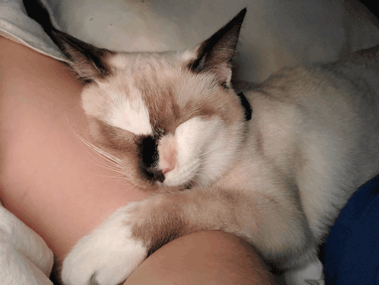 تصاویری جالب از گربه‌هایی با ویژگی‌های شگفت انگیز