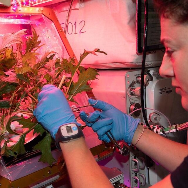 فضانوردانی که در فضا باغبان، عکاس و دانشمند هستند