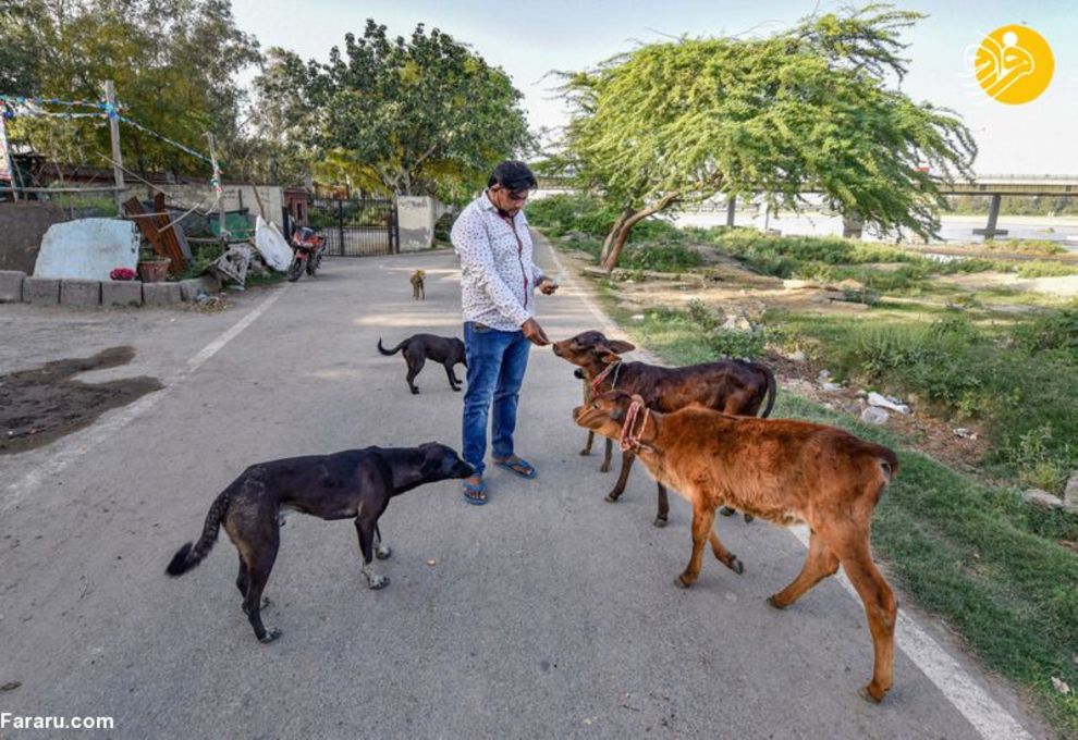 (تصاویر) شهرهای خلوت در تسخیر سگها و گربهها