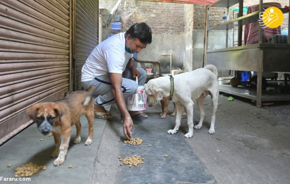 (تصاویر) شهرهای خلوت در تسخیر سگها و گربهها