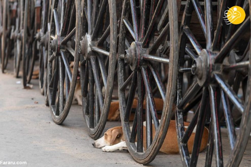 (تصاویر) شهرهای خلوت در تسخیر سگها و گربهها