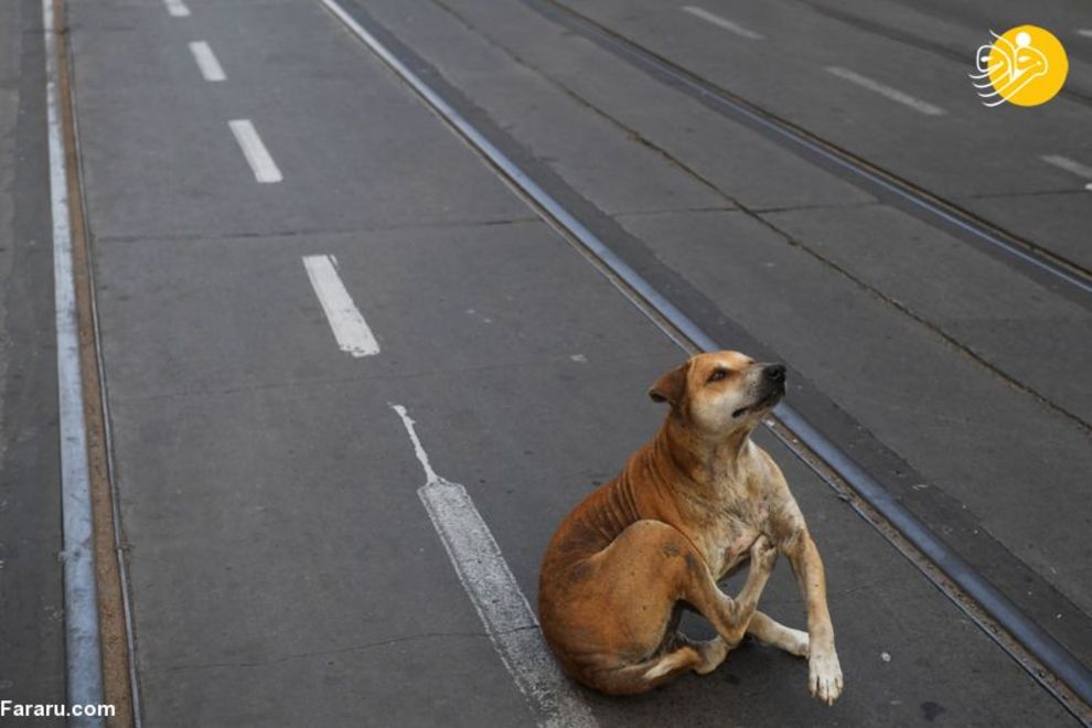 (تصاویر) شهرهای خلوت در تسخیر سگها و گربهها