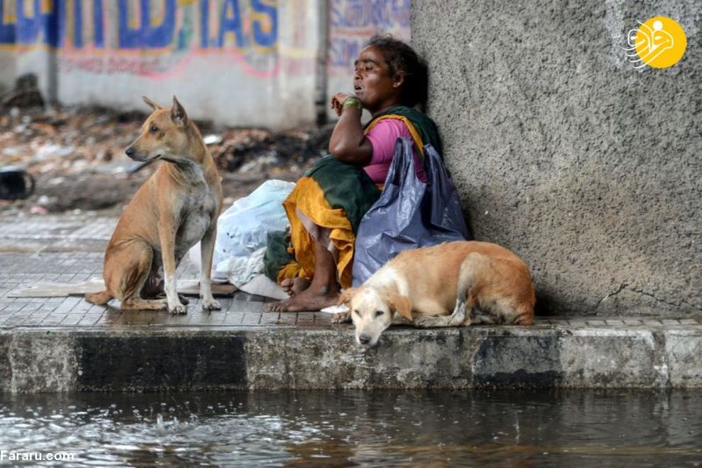 (تصاویر) شهرهای خلوت در تسخیر سگها و گربهها