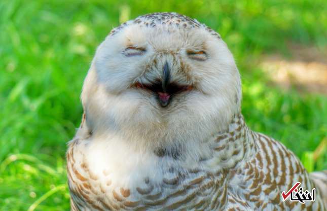 تصاویری کمیاب از خنده‌های جالب حیوانات