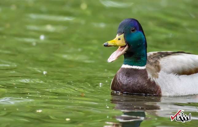 تصاویری کمیاب از خنده‌های جالب حیوانات