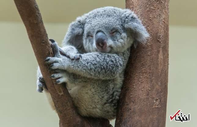 تصاویری کمیاب از خنده‌های جالب حیوانات