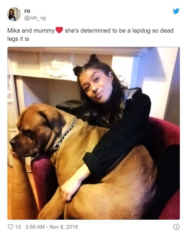 تصاویر بامزه از سگ‌های غول پیکری که احساس کوچک و بغلی بودن می‌کنند!