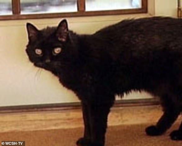 پیرترین گربه دنیا در سن ۳۱ سالگی از دنیا رفت