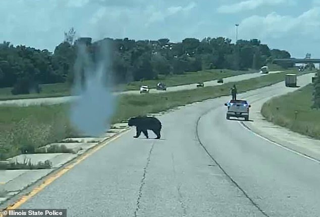 خرس سیاه عاشق پیشه آمریکا را به دنبال جفت زیر پا گذاشته