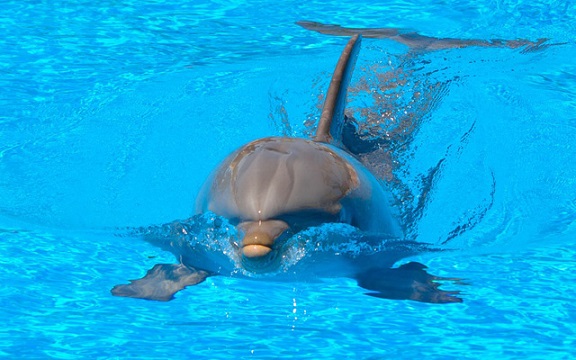 با دلفینهای رباتیک ۲۶ میلیون دلاری آشنا شوید+تصاویز با دلفینهای رباتیک ۲۶ میلیون دلاری آشنا شوید+تصاویز