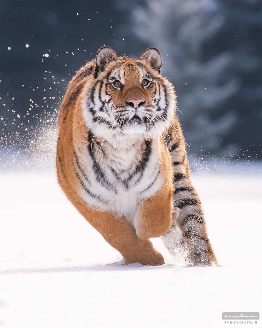 عجیب‌ترین روش‌های درمانی در جهان