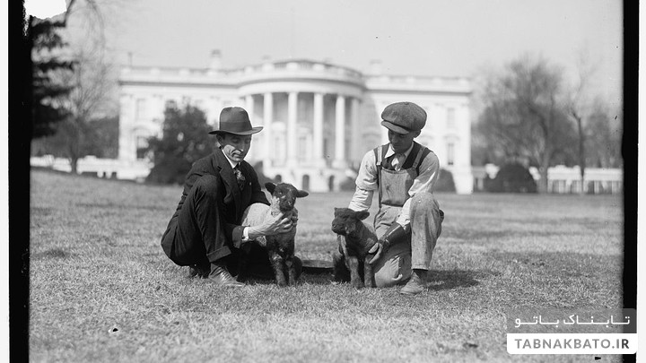 تاریخچه گوسفندهای کاخ‌سفید