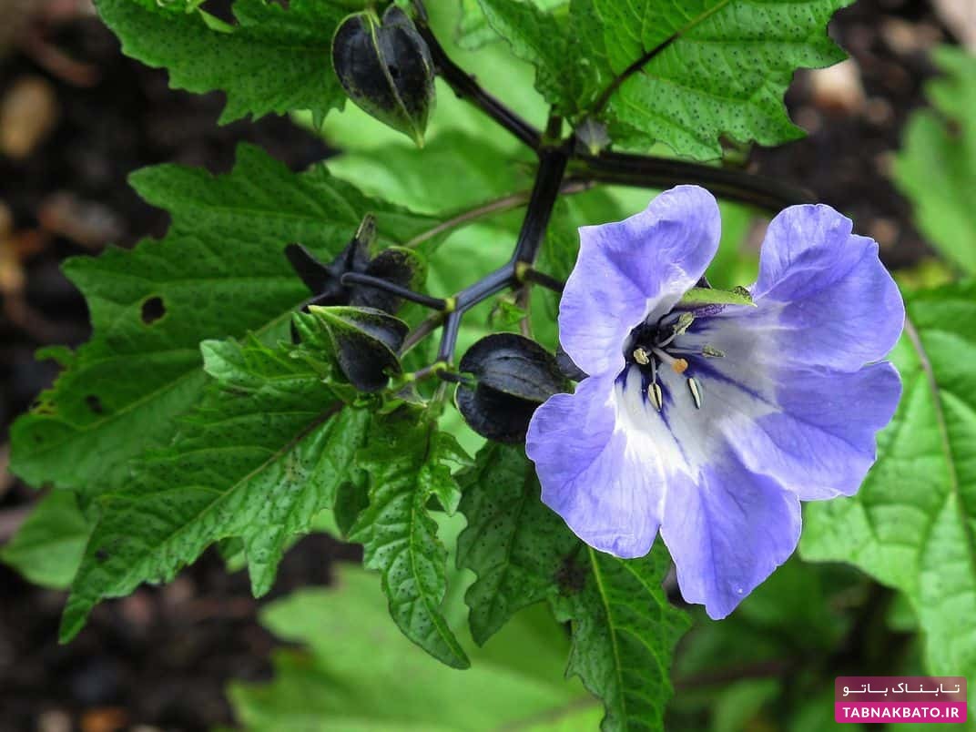 خطرناک‌ترین باغ گیاهان جهان با چندین کشته در یکسال