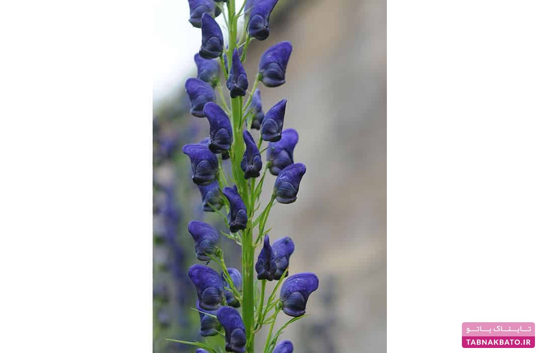 خطرناک‌ترین باغ گیاهان جهان با چندین کشته در یکسال