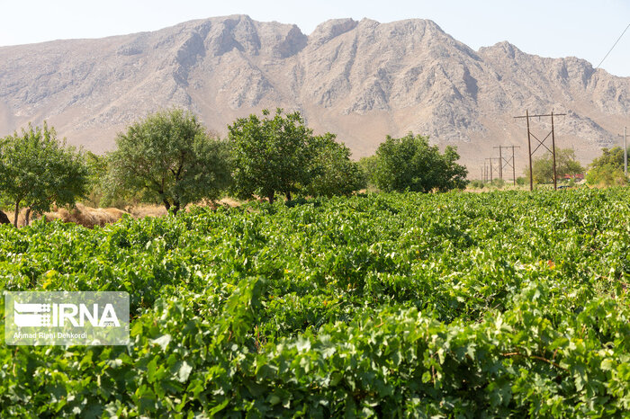 اشتغالزایی و بهرهبرداری اصولی با توسعه تعاونیها در منابع طبیعی اصفهان