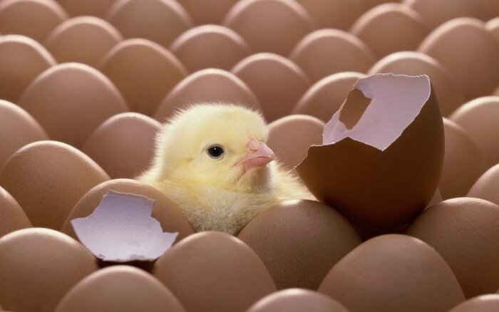 آذربایجانغربی پیشرو در تولید مرغ سلامت