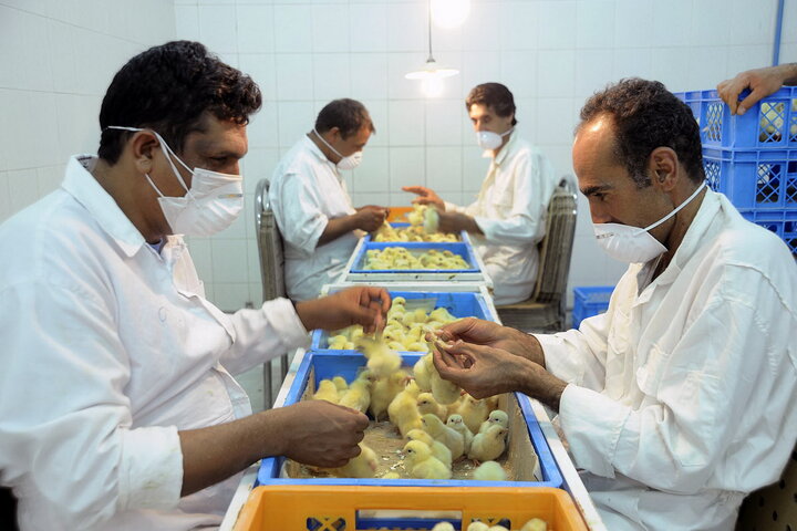 آذربایجانغربی پیشرو در تولید مرغ سلامت