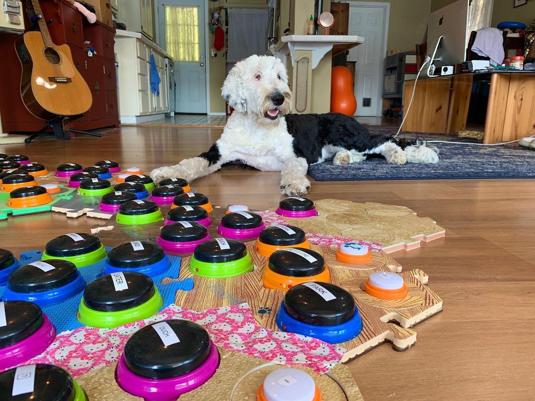 بانی، سگ سخنگو که سوژه تحقیقات دانشمندان شده/ ویدئو