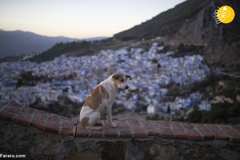 شهر آبی رنگ مراکش، عاری از ابتلا به کرونا است/ تصاویر‌