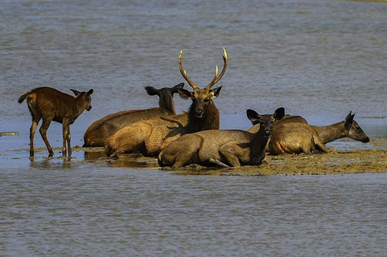 تصاویر منتخب حیات وحش در یک هفته
