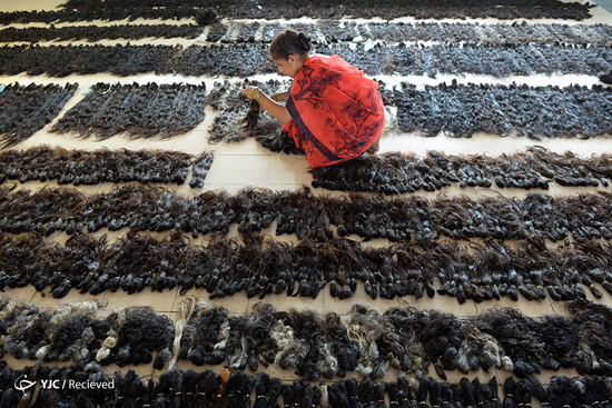 تجارت مو در هند 