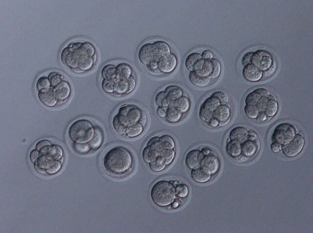 تولد موش‌های سالم از اسپرم‌هایی که ۶ سال در فضا بودند!