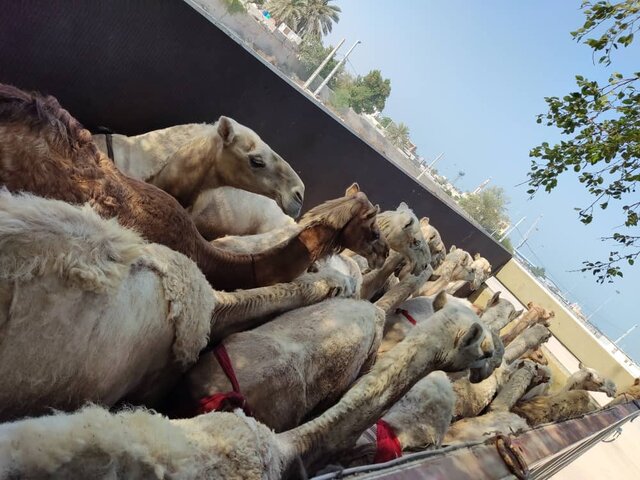 مسافران پرحاشیه گمرک را بشناسید/ این بار سر و کله شتران قطری پیدا شد!/ عکس