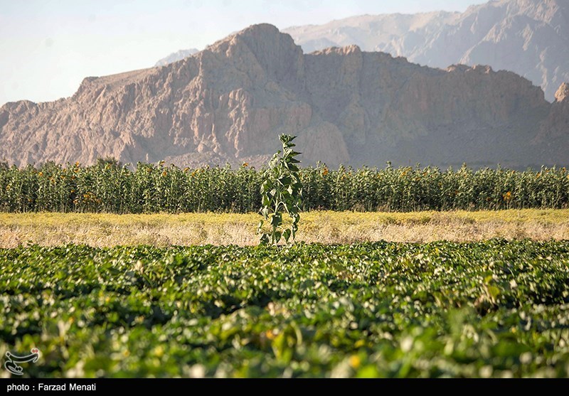 آفتاب‌گردان‌ها در کرمانشاه