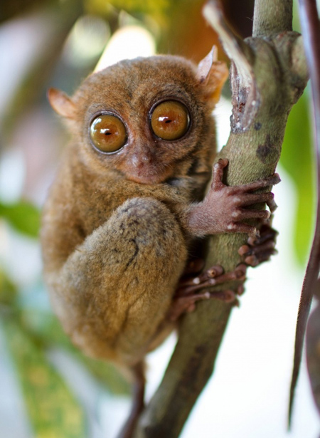 آشنایی با موجودات عجیب واقعی،شناخت موجودات عجیب شناسایی موجودات عجیب,تصاویر موجودات عجیب