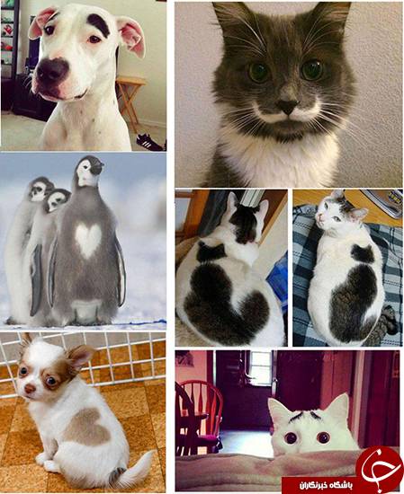  اخبارگوناگون,خبرهای گوناگون,طرح عجیب روی بدن حیوانات