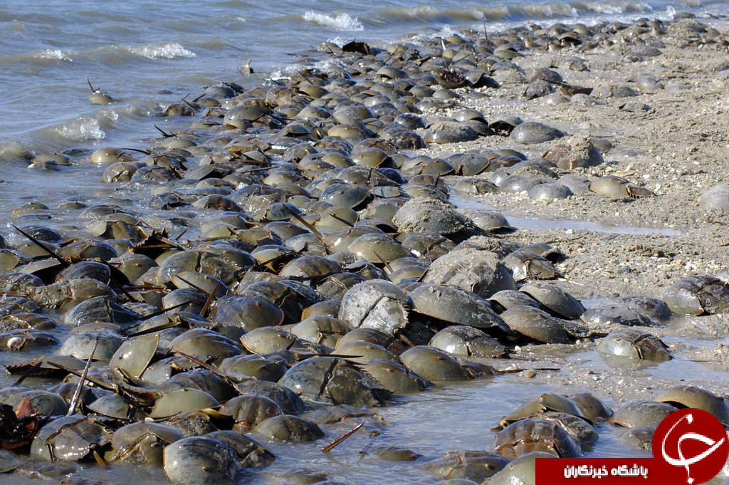 گران قیمت ترین مایعات دنیا کدامند? تصاویر