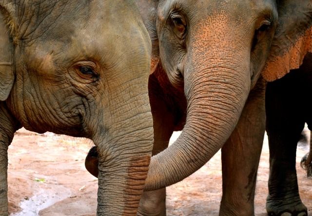 ۱۸ حقیقت بسیار جالب در مورد فیل ها که شاید نمیدانستید