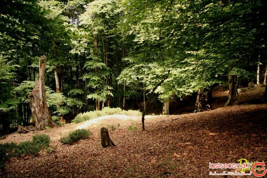جنگل الیمستان آمل