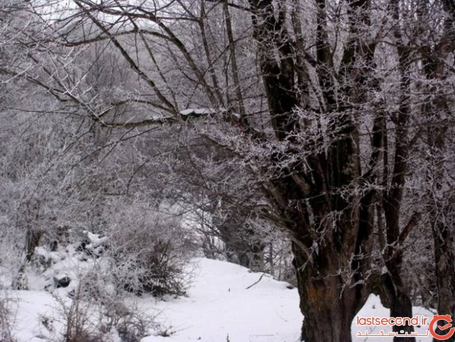 جنگل الیمستان آمل