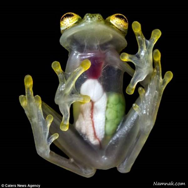 قورباغه شیشه ای باردار قورباغه شیشه ای