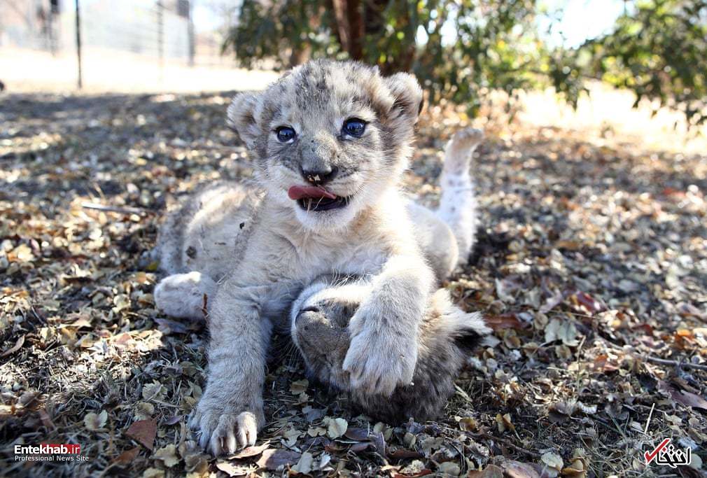 تصاویر : دیدنی‌های امروز یکشنبه ۱۵ مهرماه