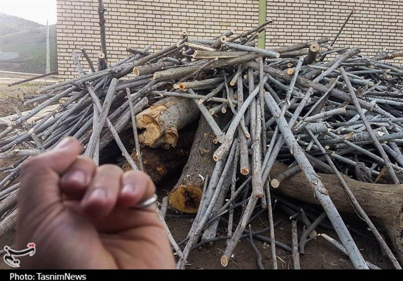 گونه درختی داغداغان