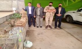 کشف بزغاله وحشی زنده به همراه ۱۶ قطعه پرنده در کهگیلویه و بویراحمد