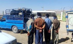 عاملان سرقت های احشام دستگیر شدند 
