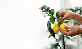میوه هایی که می‌توان در خانه کاشت، با نگهداری راحت