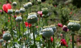 ۷ باور غلط در مورد تریاک؛ برای بیماران قلبی و دیابتی مفید است؟