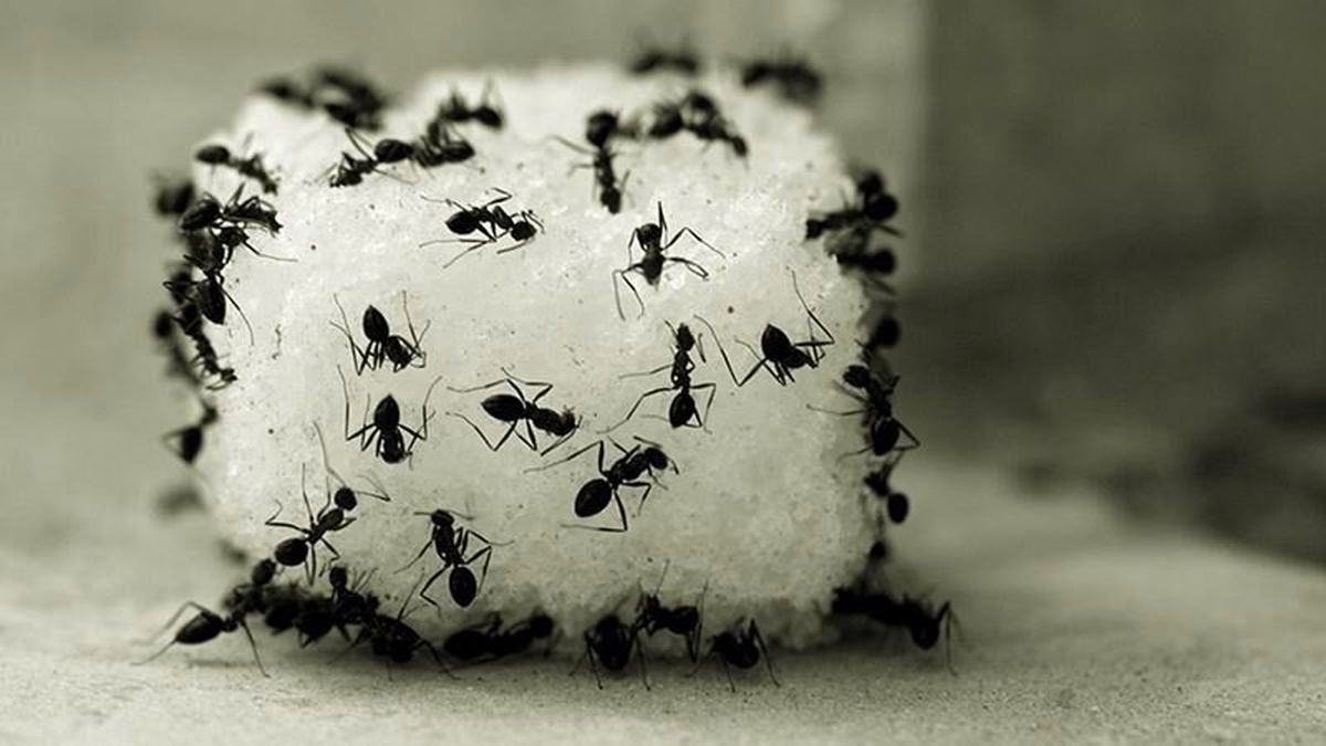 ۱۴ ترفند ساده برای دفع سریع مورچه‌ از خانه