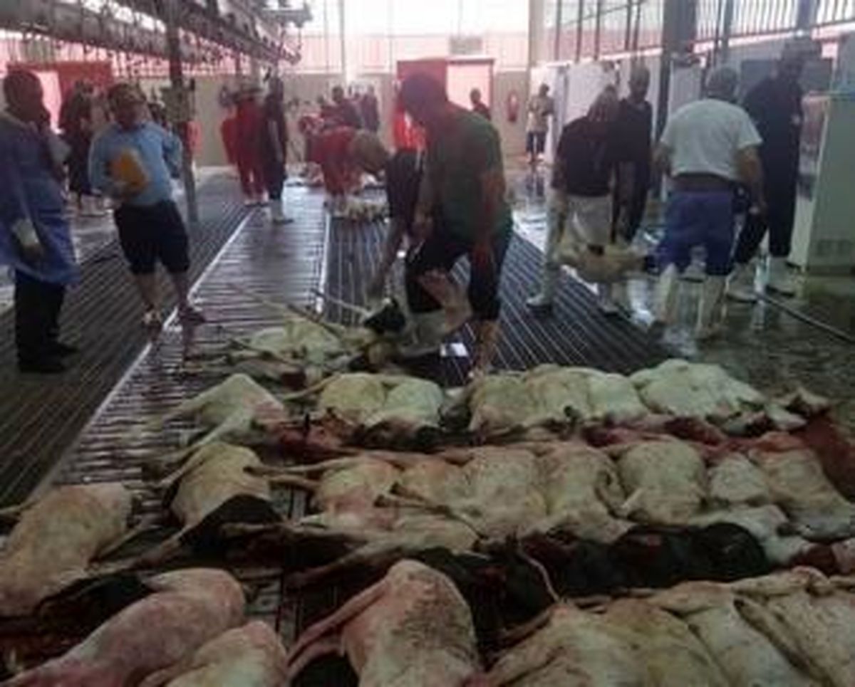 بیش از 87 هزار راس گوسفند خریداری شده ایران برای قربانی در حج، به کشورمان برمی گردد؟
