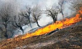 آتش‌سوزی در کانون‌های شرق و شمال جنگل الیت مهار شد/ ویدئو 