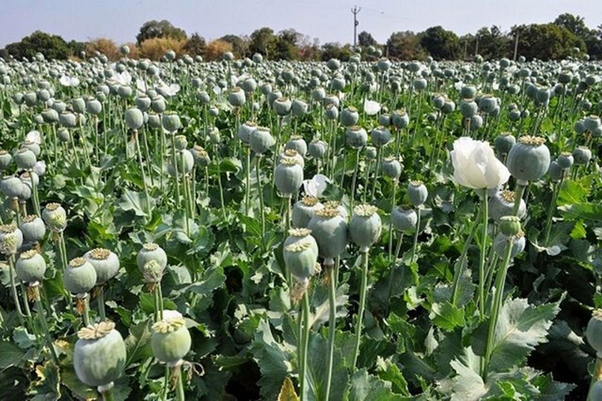 آزادی کشت خشخاش برای مصارف دارویی/ بازگشت به سیاست قبل از خرداد 59